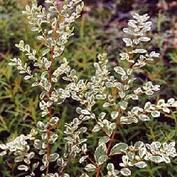 Azara microphylla